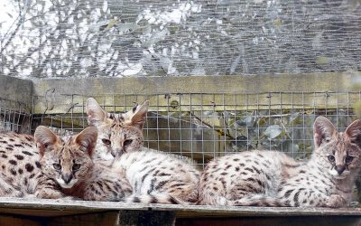 July 2017 Newsletter – Cornwall Nature Conservancy