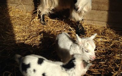 February 2017 Newsletter – bird boxes, pygmy goats and wallabies