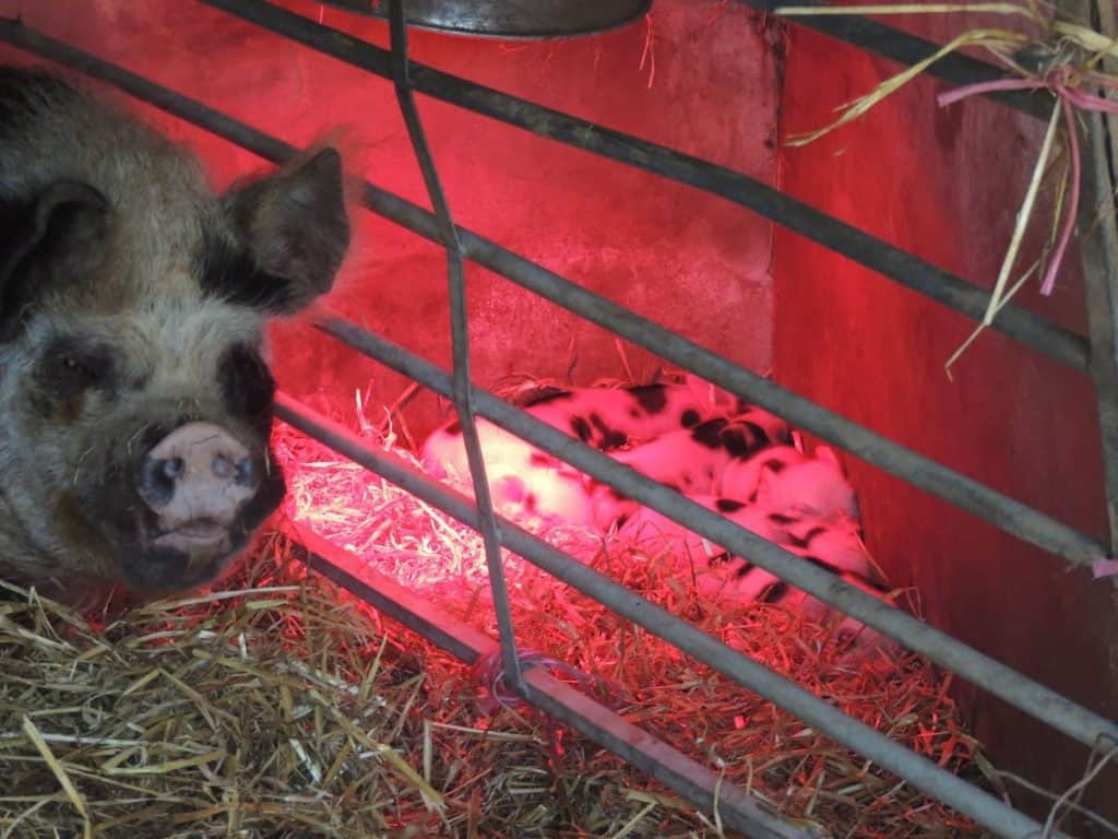 kuni kuni piglets