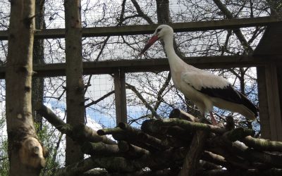 March 2017 Newsletter – Palma Wallaby, Storks & Spring!