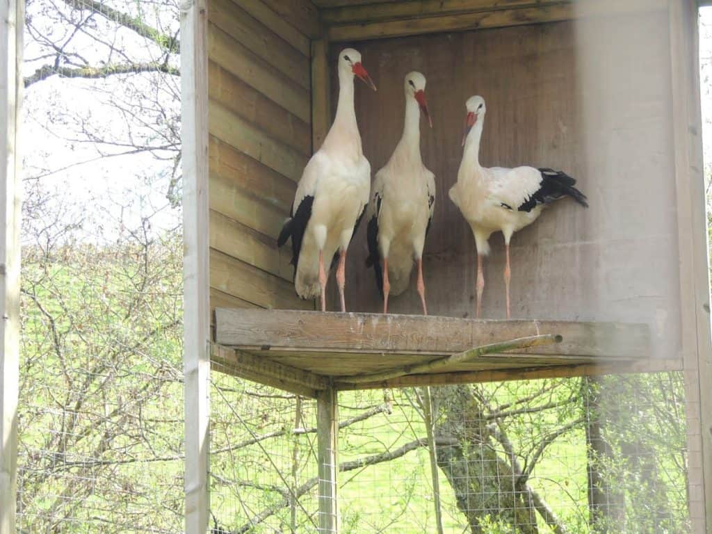 storks