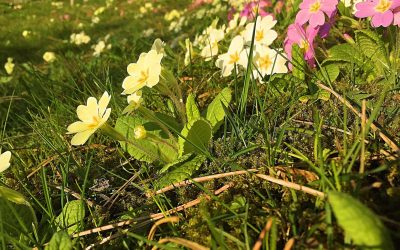April 2017 Newsletter – Spring has Sprung with lots of babies!