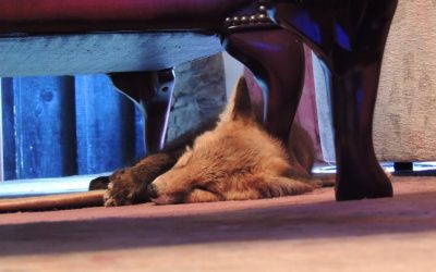 Frankie the Fox