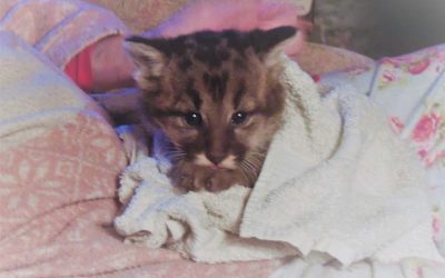2018 A great start – Lovejoy the Puma cub, greenfinches are back & youngsters arriving
