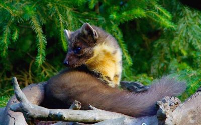 Summary of 2017 at the Cornwall Nature Conservancy