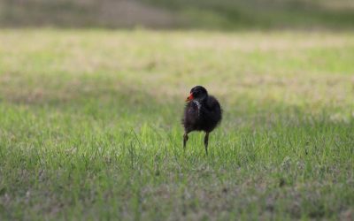 April 2018 – Spring has finally sprung!