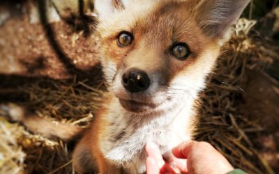 Cornwall Nature Conservancy half year report 2019