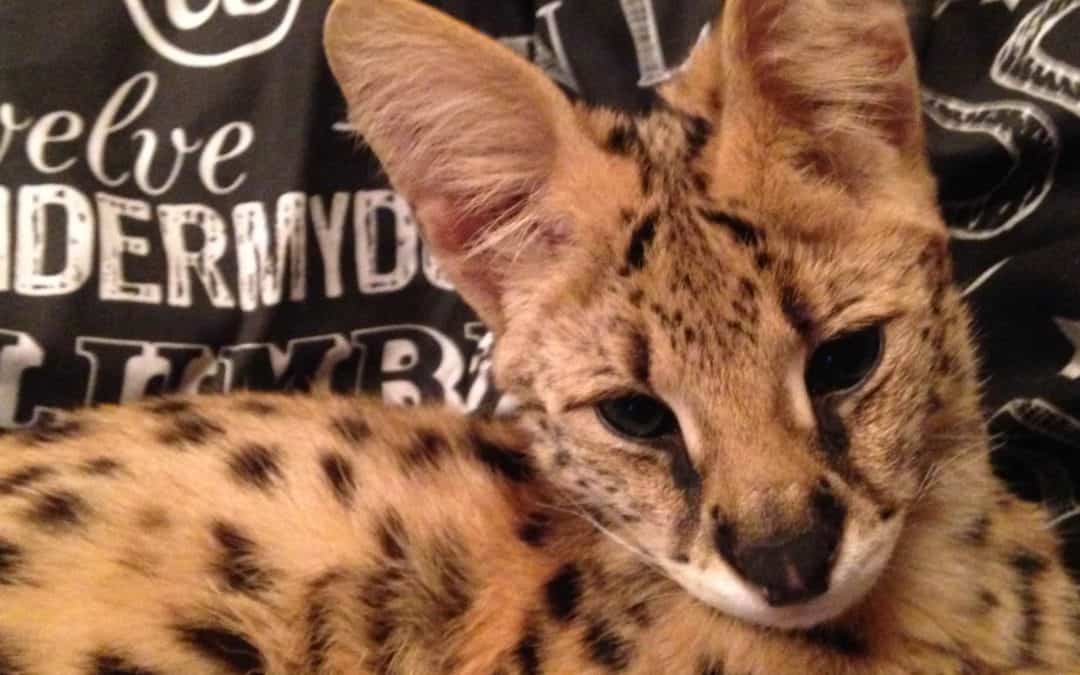 Stella’s Story – the serval kitten who survived against the odds