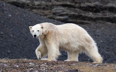 Tony’s Memoirs – Spitsbergen – the realm of the polar bear