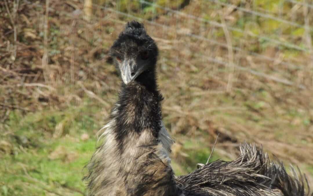 Bruce the female emu