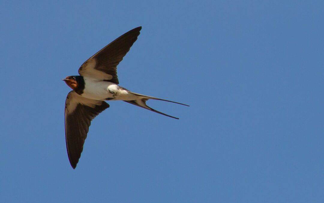 Swallow flying